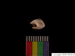 L_V22d6543 A16q159.4 T921 dM sh f74.JPG L_V22d6543 A16q159.4 T921 dM sh f74